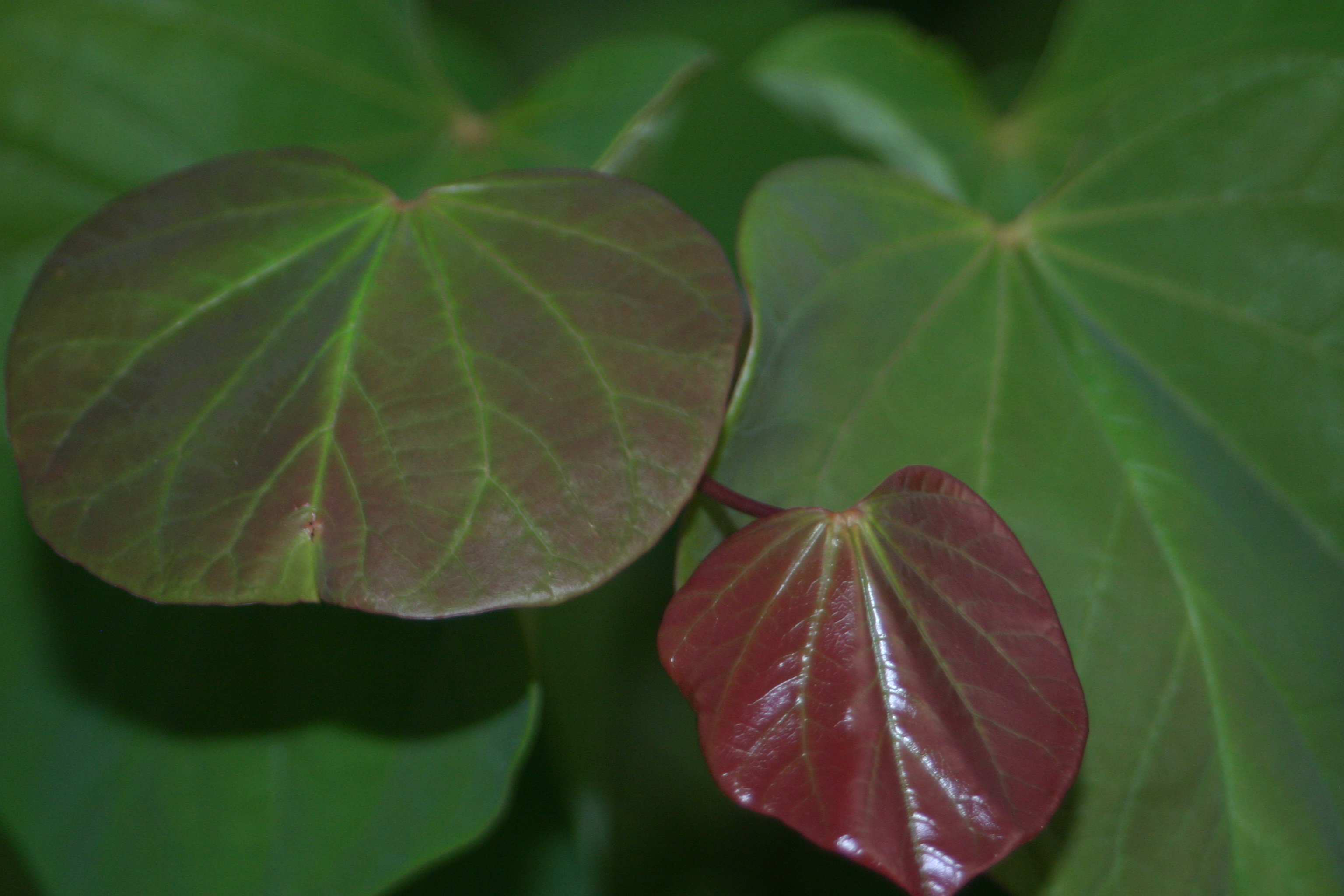 Origional Redbud image